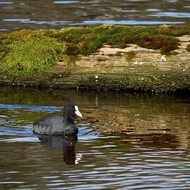 White nose week. Eurasian coot by Jouko Lehto