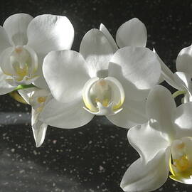 White Orchid Spray by Lynne Iddon