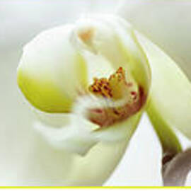 White Orchids Triptych by Renata Natale