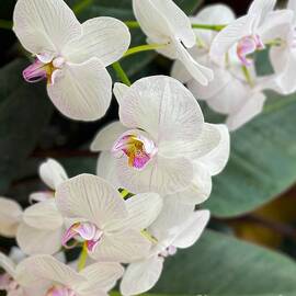Spring pure Orchid makes new happy day by Wei Wei