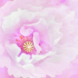 White Oriental Poppy Pop of Pink by Jennie Marie Schell