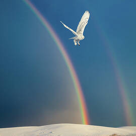 White Owl over White Sands by Rikk Flohr