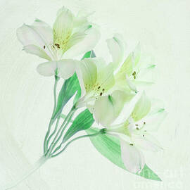 White Peruvian Lilies