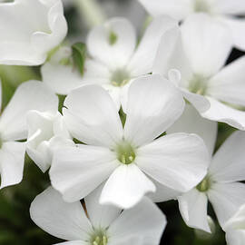 White Phlox