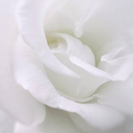White Rose Angel Wings by Jennie Marie Schell