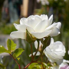 White Rose in the Sun by Troy Wilson-Ripsom