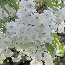 White Shades of Spring by Kim Tran