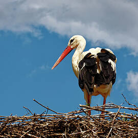 White Stork in Nest by Sally Weigand
