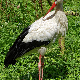 White Stork Preening by Sally Weigand