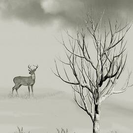 White Tailed Buck in the Meadow  by David Dehner