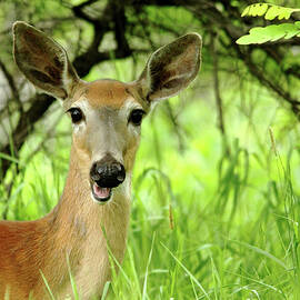 White - Tailed Deer Close Up