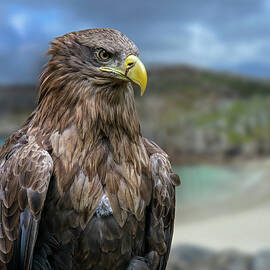 White-Tailed Eagle in Scotland by Arterra Picture Library
