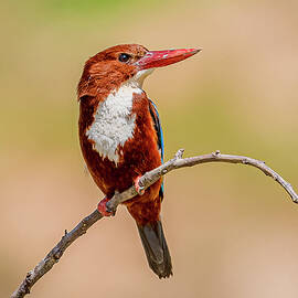 White Throated Kingfisher Perched #3 by Morris Finkelstein