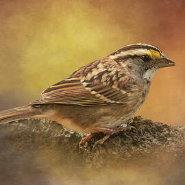 White Throated Sparrow by Angie Vogel