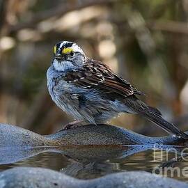 White Throated Sparrow on Bird Bath 2 by Rebekah Schweizer