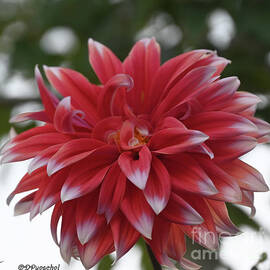 White Tipped Dahlia Beauty by Debby Pueschel
