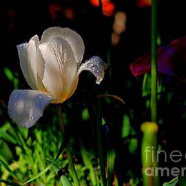 White Tulip after Rain by Amalia Suruceanu