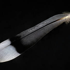 White-wing Dove Feather by Bill Morgenstern
