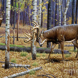 WHITETAIL BUK DEER by CYNTHIE FISHER