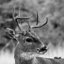 Whitetail Deer 001777 by Renny Spencer