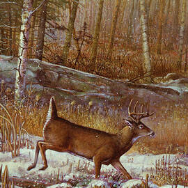 Whitetail deer 6 by Scott Zoellick