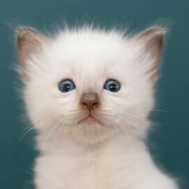 Who the Cutest - Siamese kitten by Roeselien Raimond