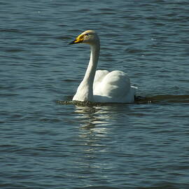 Whooper Swan Swimming 1 by James Dower
