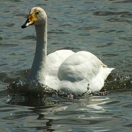 Whooper Swan Swimming 2 by James Dower