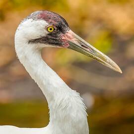 Whooping Crane Portrait by Susan Rydberg