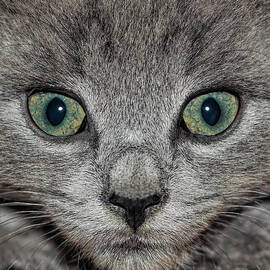 Wide-Eyed Kitten by Francis Sullivan