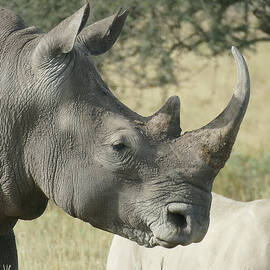 Wide mouth  white  rhinoceros with young Maasai Mara  by Steve Estvanik