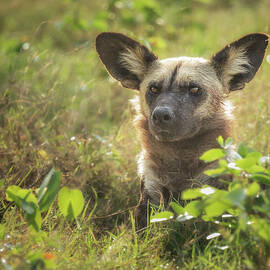 Wild Dog Relaxing Botswana Africa by Joan Carroll