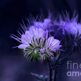 Wild flowers by Chris Bee Photography
