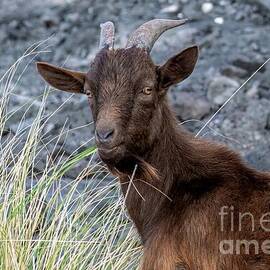 Wild Goat Grin by Jennifer Jenson