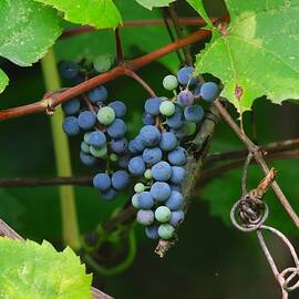 Wild Grapes on the Vine by Marlin and Laura Hum