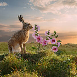 Wild Hare and Hollyhock by Spadecaller