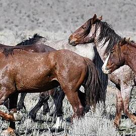 Wild Horses Walking Along A Fence by Bobbie Moller