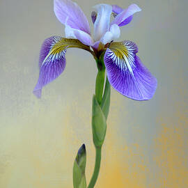 Wild Iris by Isabela and Skender Cocoli