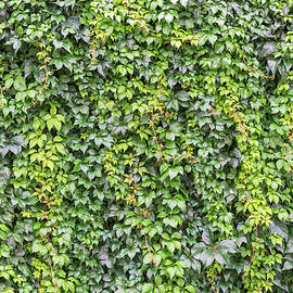 Wild Ivy Wall by Damian Pawlos