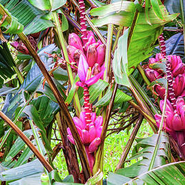 Wild pink bananas and flowers, Panama by Tatiana Travelways