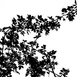 Wild rose 2, monochrome sketch effect by Paul Boizot