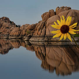 Wild Sunflower at Watson Lake, Arizona by Dave Wilson