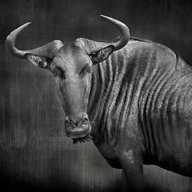 Wildebeest in Black and White by Rebecca Herranen