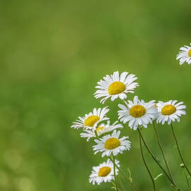 Wildflower background with common daisies by Jackie Nix