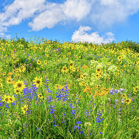 Wildflower Daze in Crested Butte by Lynn Bauer