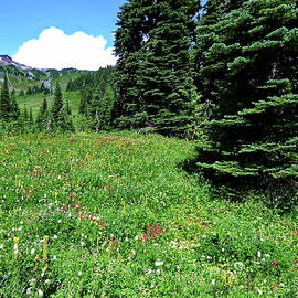 Wildflowers in Mount Rainier National Park by Lyuba Filatova