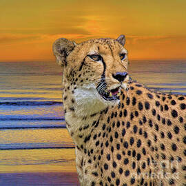 Wildlife_Cheetah_Tsavo East National Park_Kenya_IMG_8702 by Randy Matthews
