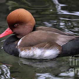 Wildlife_Red-crested pochard_IMGL3338 by Randy Matthews