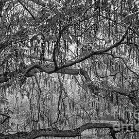 Willow tree in black and white by Patricia Hofmeester