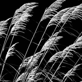 Windblown Reeds by Laurie Minor